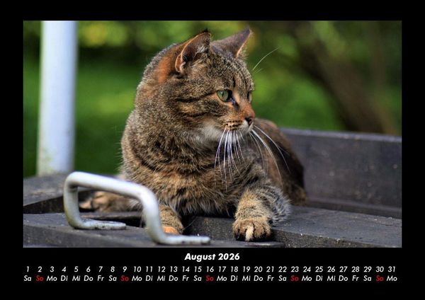 Produktbild: Haustierkalender 2026 Fotokalender DIN A3