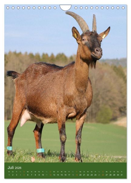 Produktbild: Ziegen - liebenswerte Sturk&ouml;pfe (Wandkalender 2026 DIN A4 hoch), CALVENDO Monatskalender