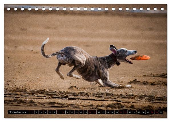 Produktbild: Windhunde - eine Leidenschaft (Tischkalender 2026 DIN A5 quer), CALVENDO Monatskalender