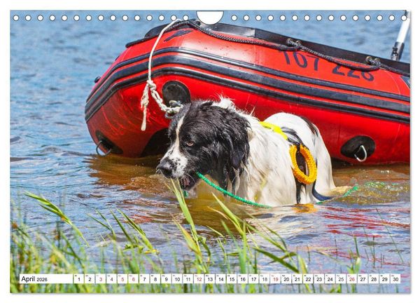 Produktbild: Landseer - Ein starker Freund auf 4 Pfoten (Wandkalender 2026 DIN A4 quer), CALVENDO Monatskalender