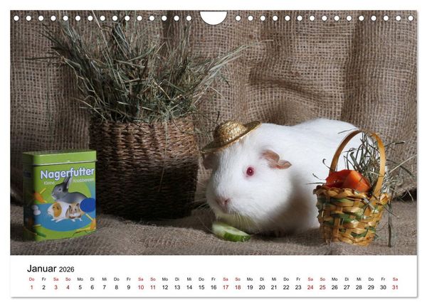 Produktbild: Unsere Meerschweinchen (Wandkalender 2026 DIN A4 quer), CALVENDO Monatskalender