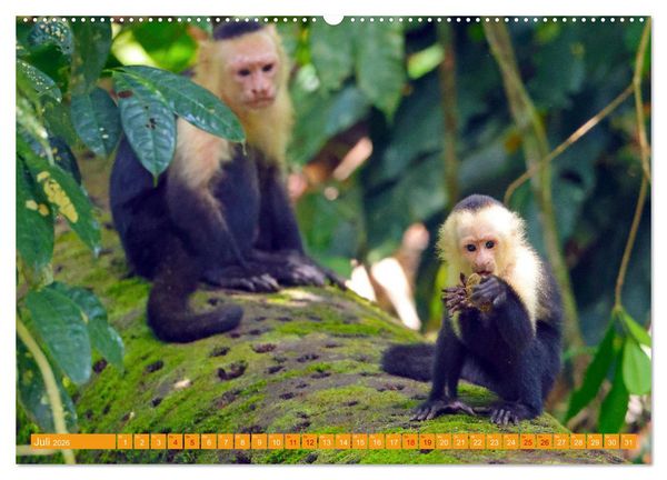 Produktbild: Wildes Costa Rica (Wandkalender 2026 DIN A2 quer), CALVENDO Monatskalender