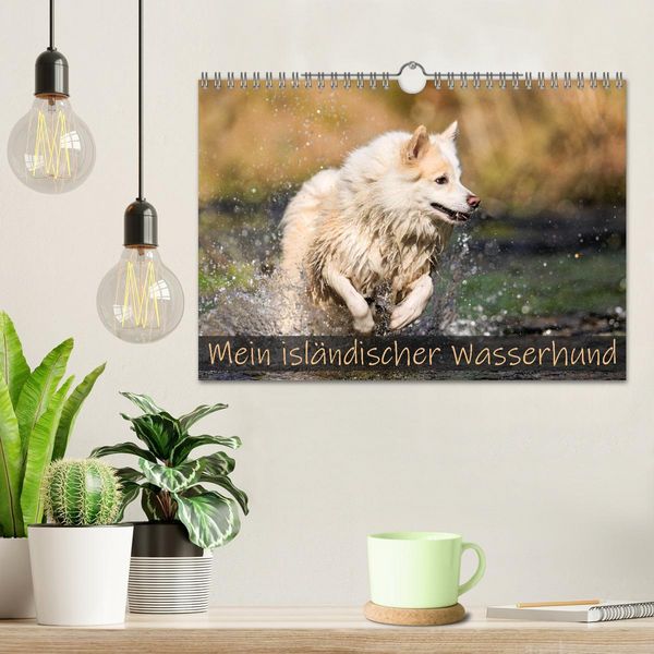 Produktbild: Mein isl&auml;ndischer Wasserhund (Wandkalender 2026 DIN A4 quer), CALVENDO Monatskalender