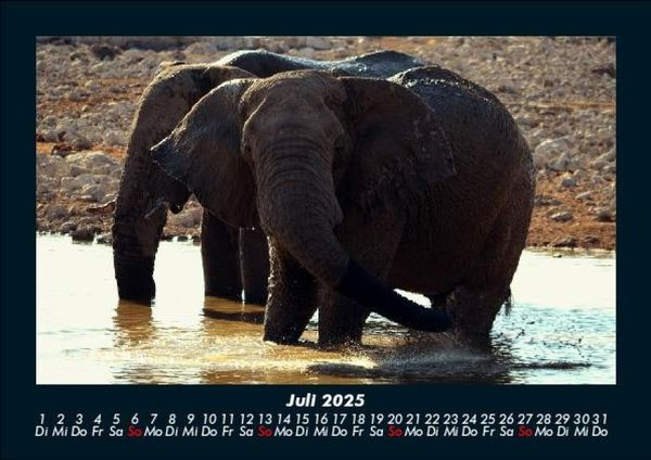 Produktbild: Der Elefantenkalender 2025 Fotokalender DIN A5