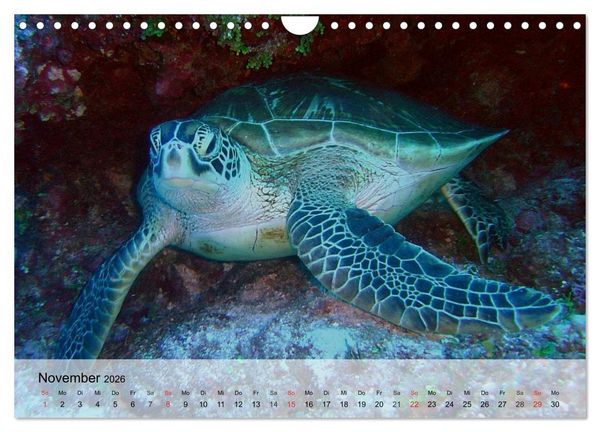 Produktbild: Meeresschildkr&ouml;ten. Nomaden der Ozeane (Wandkalender 2026 DIN A4 quer), CALVENDO Monatskalender