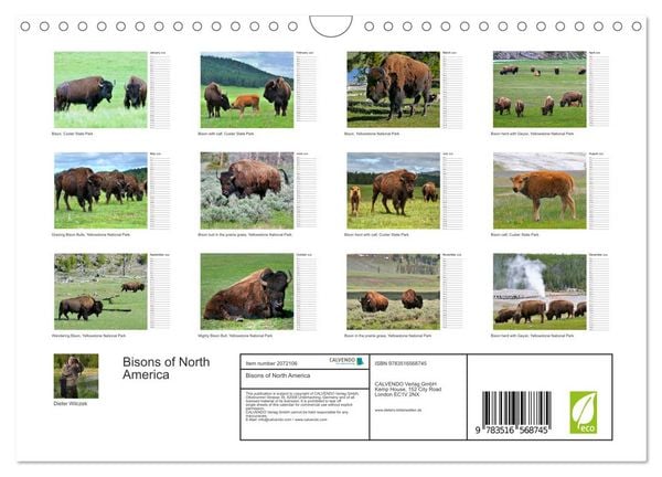 Produktbild: Bisons of North America (Wall Calendar 2026 DIN A4 landscape), CALVENDO 12 Month Wall Calendar