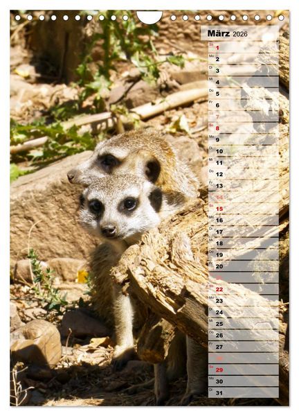 Produktbild: Erdm&auml;nnchen, putzige Kerlchen mit gro&szlig;en Knopfaugen (Wandkalender 2026 DIN A4 hoch), CALVENDO Monatskalender
