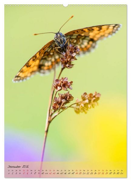 Produktbild: Kunterbuntes Gartenleben - Schmetterlinge in G&auml;rten und Parks (hochwertiger Premium Wandkalender 2026 DIN A2 hoch), Kunstdruck in Hochglanz