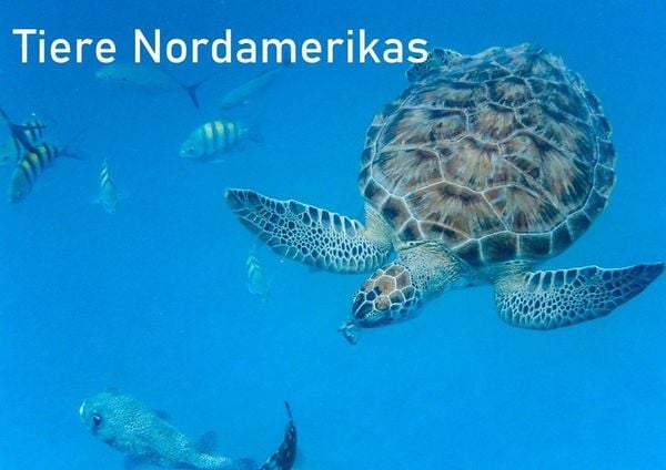 Produktbild: Tiere Nordamerikas