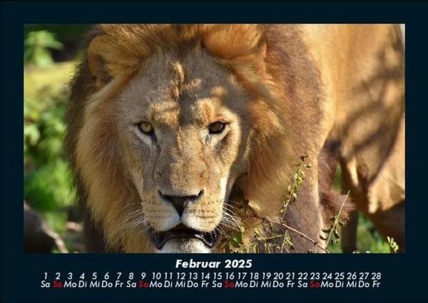 Produktbild: Tierkalender 2025 Fotokalender DIN A5