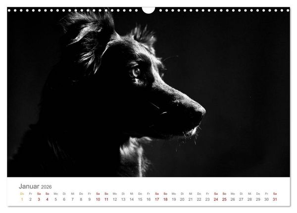 Produktbild: Hundeportraits Fine Art (Wandkalender 2026 DIN A3 quer), CALVENDO Monatskalender