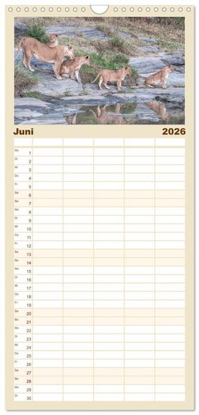 Produktbild: Familienplaner 2026 - L&ouml;wen - Raubkatzen Afrikas mit 5 Spalten (Wandkalender, 21 x 45 cm) CALVENDO
