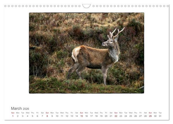 Produktbild: Wild Deer In The Highlands (Wall Calendar 2026 DIN A3 landscape), CALVENDO 12 Month Wall Calendar
