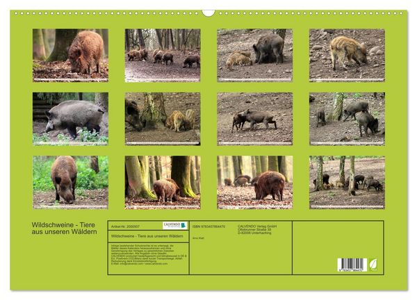 Produktbild: Wildschweine - Tiere aus unseren W&auml;ldern (Wandkalender 2026 DIN A2 quer), CALVENDO Monatskalender
