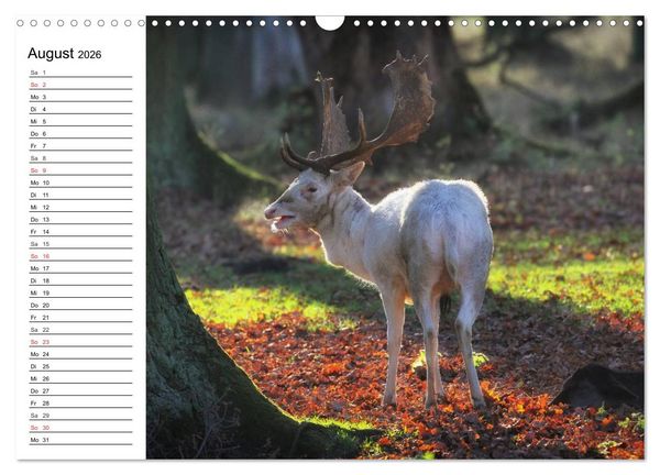 Produktbild: Hannover erleben (Wandkalender 2026 DIN A3 quer), CALVENDO Monatskalender