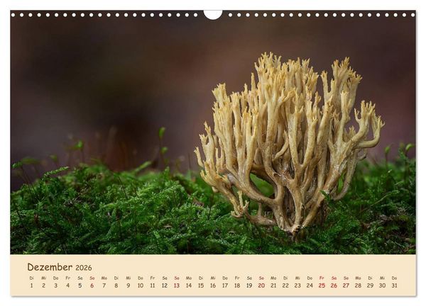 Produktbild: Pilzgalerie - Eindrucksvolle Aufnahmen von unseren heimischen Pilzen (Wandkalender 2026 DIN A3 quer), CALVENDO Monatskalender