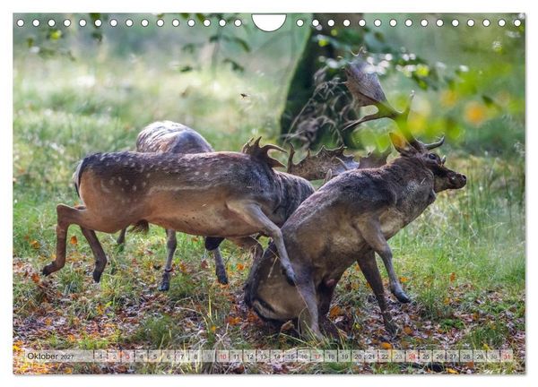Produktbild: Emotionale Momente: Das Damwild. (Wandkalender 2027 DIN A4 quer), CALVENDO Monatskalender