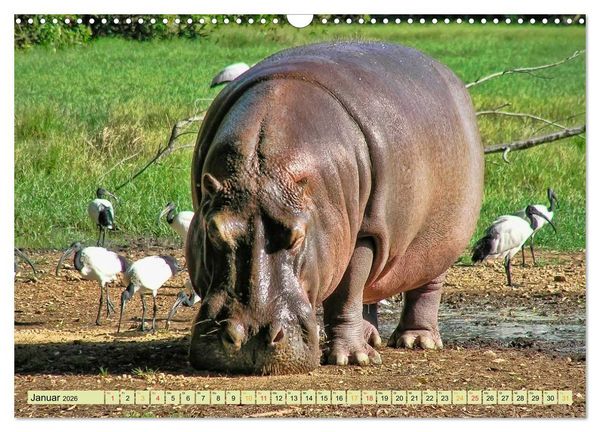 Produktbild: Flusspferde - gem&uuml;tlich gef&auml;hrlich (Wandkalender 2026 DIN A3 quer), CALVENDO Monatskalender