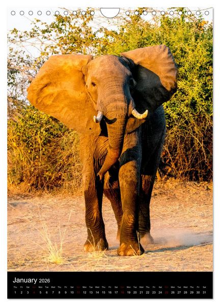 Produktbild: South Luangwa Wildlife (Wall Calendar 2026 DIN A4 portrait), CALVENDO 12 Month Wall Calendar