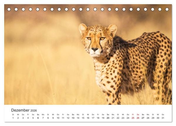 Produktbild: Safari durch Afrika (Tischkalender 2026 DIN A5 quer), CALVENDO Monatskalender