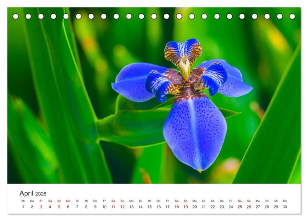 Produktbild: Die magische Welt der Blumen (Tischkalender 2026 DIN A5 quer), CALVENDO Monatskalender