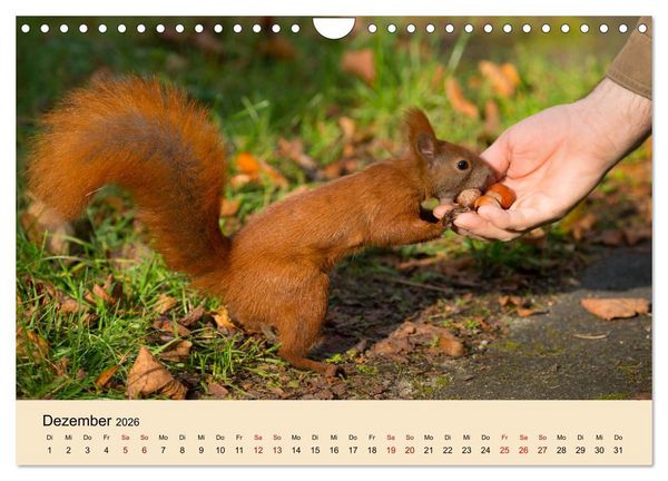 Produktbild: Eichh&ouml;rnchen in Berlin (Wandkalender 2026 DIN A4 quer), CALVENDO Monatskalender