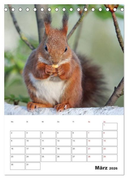 Produktbild: Eichh&ouml;rnchen Luna (Tischkalender 2026 DIN A5 hoch), CALVENDO Monatskalender