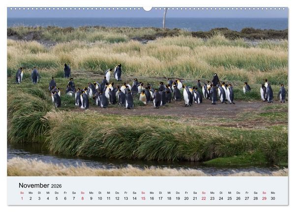 Produktbild: Feuerland - Am Puls der Wildnis (Wandkalender 2026 DIN A2 quer), CALVENDO Monatskalender