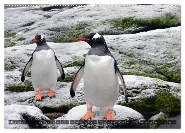 Produktbild: Tierparadies S&uuml;dpolarmeer (hochwertiger Premium Wandkalender 2026 DIN A2 quer), Kunstdruck in Hochglanz