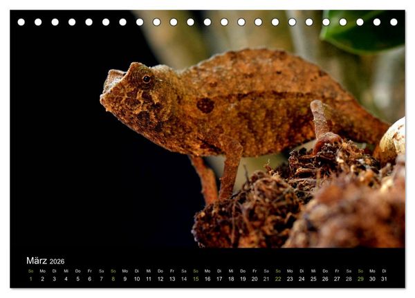 Produktbild: Reptilien (Tischkalender 2026 DIN A5 quer), CALVENDO Monatskalender