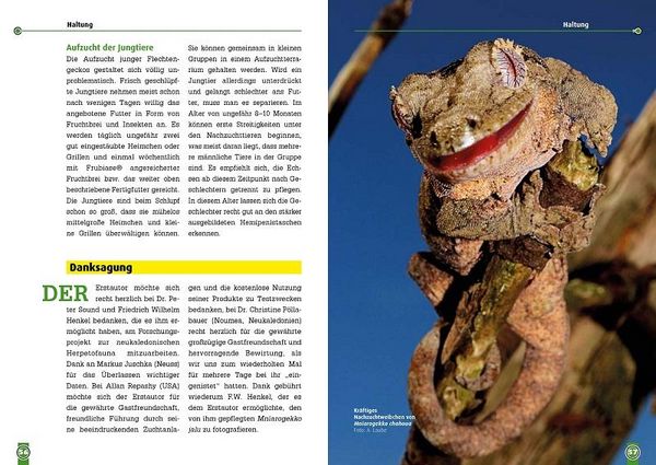 Produktbild: S&uuml;dlicher und N&ouml;rdlicher Flechtengecko