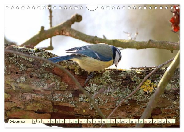 Produktbild: Gefiederte Gesellen - V&ouml;gel aus Wald und Garten (Wandkalender 2026 DIN A4 quer), CALVENDO Monatskalender