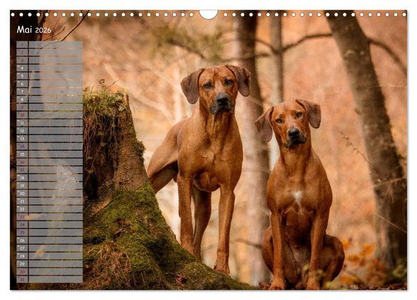Produktbild: Rhodesian Ridgeback - Herzen auf vier Pfoten (Wandkalender 2026 DIN A3 quer), CALVENDO Monatskalender