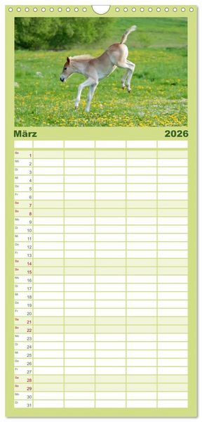 Produktbild: Familienplaner 2026 - Haflinger Fohlen mit 5 Spalten (Wandkalender, 21 x 45 cm) CALVENDO