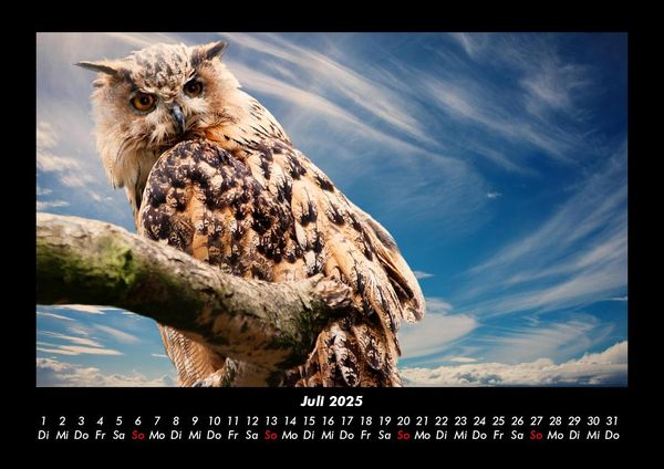 Produktbild: V&ouml;gel 2025 Fotokalender DIN A3