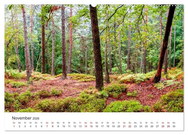 Produktbild: DEUTSCHLAND, S&auml;chsische Schweiz Nationalpark, M&auml;rchenwald (hochwertiger Premium Wandkalender 2026 DIN A2 quer), Kunstdruck in Hochglanz