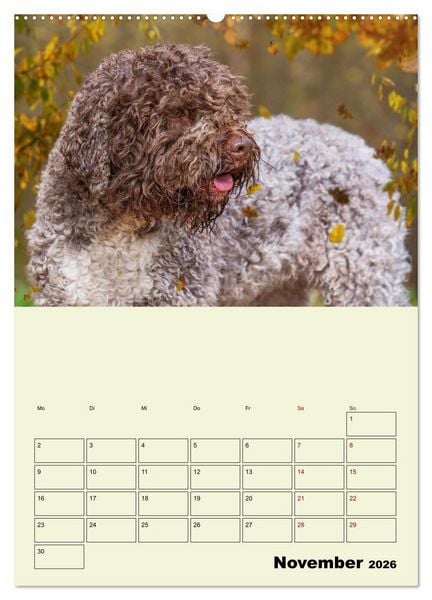 Produktbild: Lagotto Romagnolo - Der Tr&uuml;ffelhund Italiens - Planer (Wandkalender 2026 DIN A2 hoch), CALVENDO Monatskalender