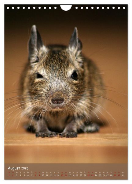 Produktbild: Degus - Winzlinge mit gro&szlig;em Herz (Wandkalender 2026 DIN A4 hoch), CALVENDO Monatskalender