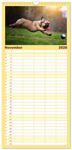 Produktbild: Familienplaner 2026 - Bullys in Action - Franz&ouml;sische Bulldoggen lieben B&auml;lle mit 5 Spalten (Wandkalender, 21 x 45 cm) CALVENDO