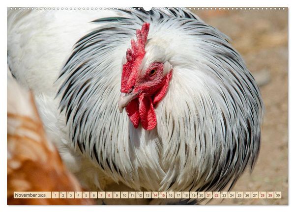 Produktbild: Charmante H&uuml;hner (Wandkalender 2026 DIN A2 quer), CALVENDO Monatskalender