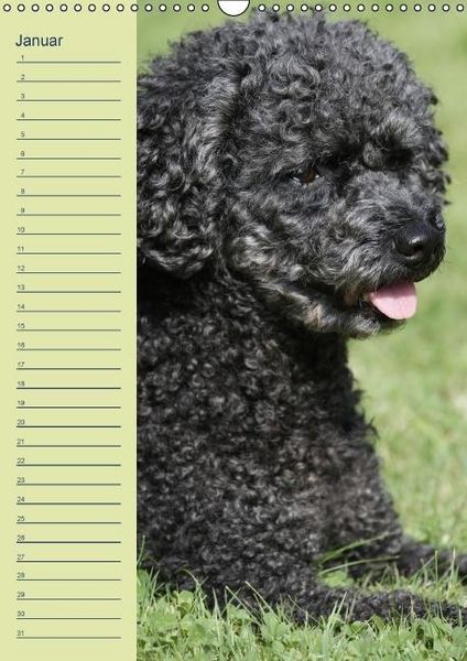 Produktbild: Pudel / Geburtstagskalender (Wandkalender immerw&auml;hrend DIN A3 hoch)