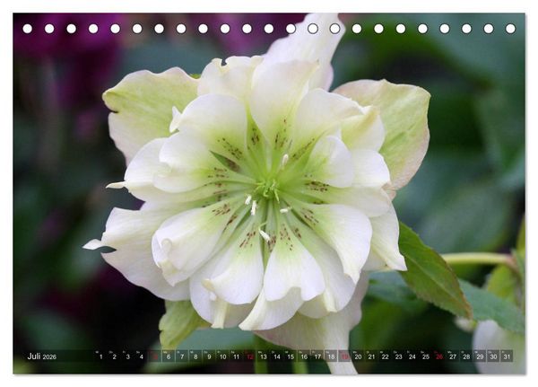 Produktbild: Christrosen (Tischkalender 2026 DIN A5 quer), CALVENDO Monatskalender