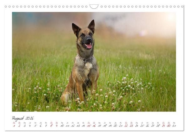 Produktbild: Traumhund Malinois (Wandkalender 2026 DIN A3 quer), CALVENDO Monatskalender