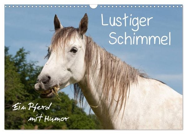 Produktbild: Lustiger Schimmel - ein Pferd mit Humor (Wandkalender 2026 DIN A3 quer), CALVENDO Monatskalender