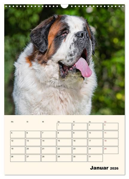 Produktbild: Bernhardiner - Mit dem St. Bernhardshund durch das Jahr (Wandkalender 2026 DIN A3 hoch), CALVENDO Monatskalender