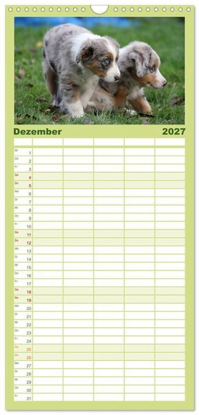 Produktbild: Familienplaner 2027 - Australian Shepherd - H&uuml;tehunde mit Familienanschluss mit 5 Spalten (Wandkalender, 21 x 45 cm) CALVENDO