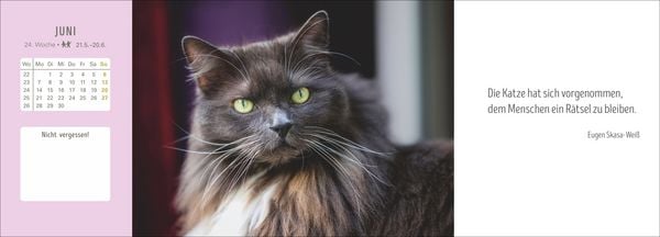 Produktbild: Katzen Premium-Tischplaner 2027 - Der literarische Wochenkalender mit Zitaten