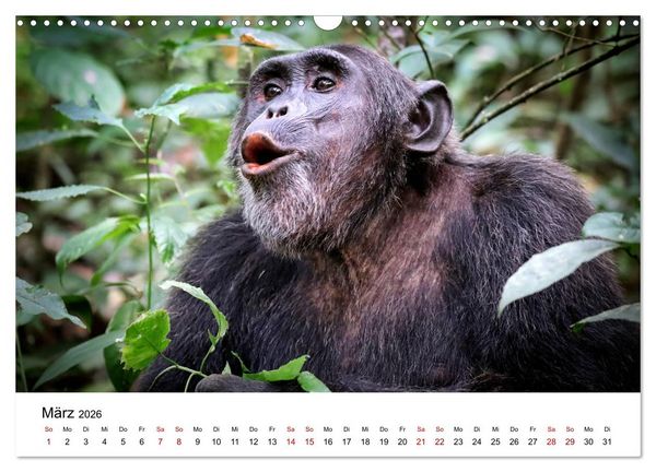 Produktbild: UGANDA - Berggorillas & Chimps (Wandkalender 2026 DIN A3 quer), CALVENDO Monatskalender