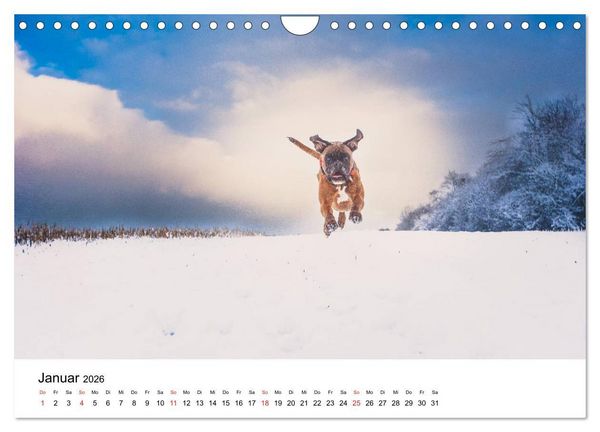 Produktbild: Deutscher Boxer (Wandkalender 2026 DIN A4 quer), CALVENDO Monatskalender