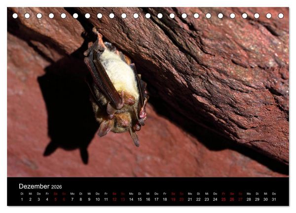 Produktbild: Flederm&auml;use - J&auml;ger der Nacht (Tischkalender 2026 DIN A5 quer), CALVENDO Monatskalender